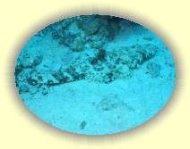 IMG_2007_05_27 18_15_00 * 2272 x 1704 * (734KB)